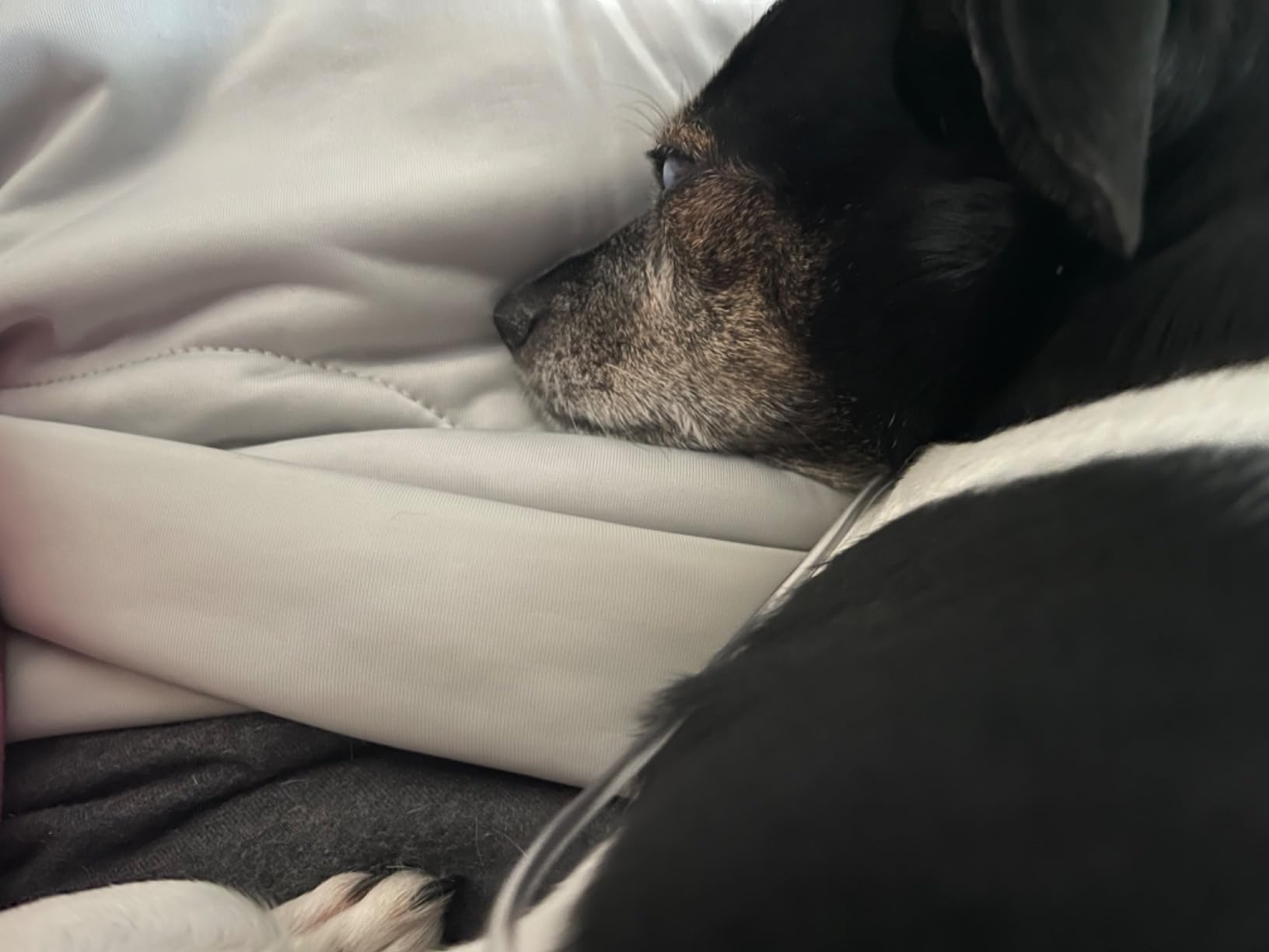 EASELAND Cooling Comforter Queen, Upgraded Double-Sided Q-MAX 0.45+ customer photo 2