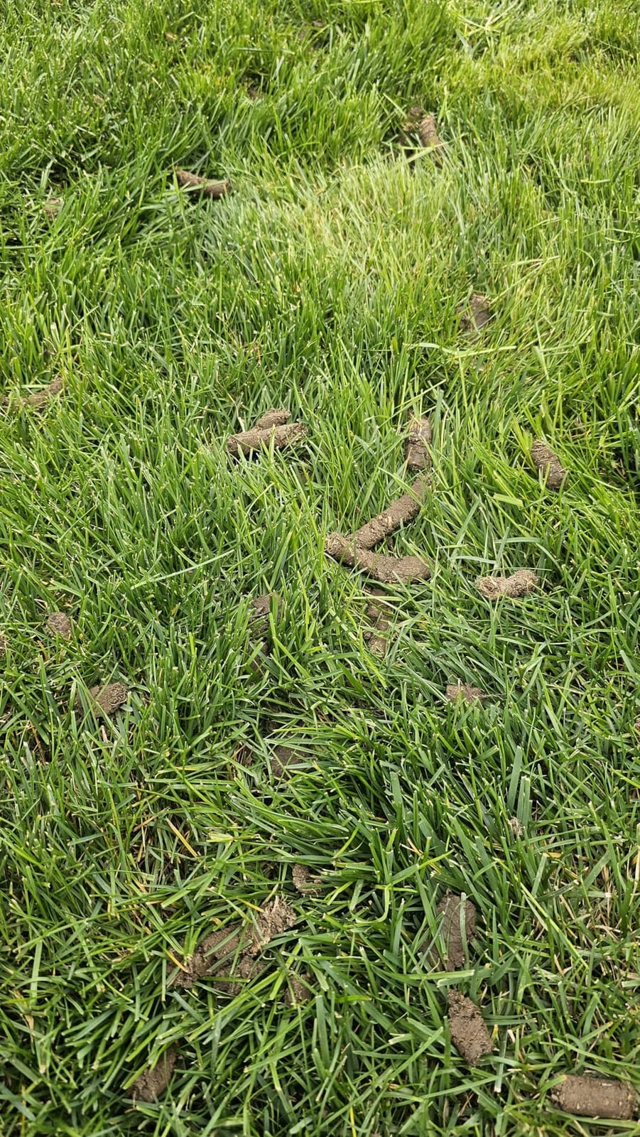 Patented Rolling Lawn Aerator Manual Coring Tool Compacted Soil Loosening customer photo 2