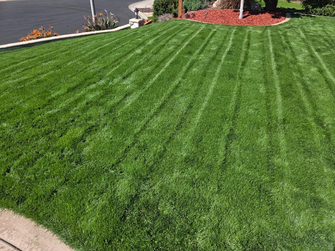 TIECTOWN 2026 Upgrade 16-Inch 15.5A Electric Dethatcher & Scarifier, Green customer photo 2