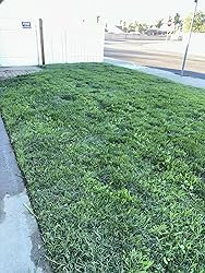 AMERISUN 26cc Gas String Trimmer, 3-in-1 Edger & Brush Cutter customer photo 2