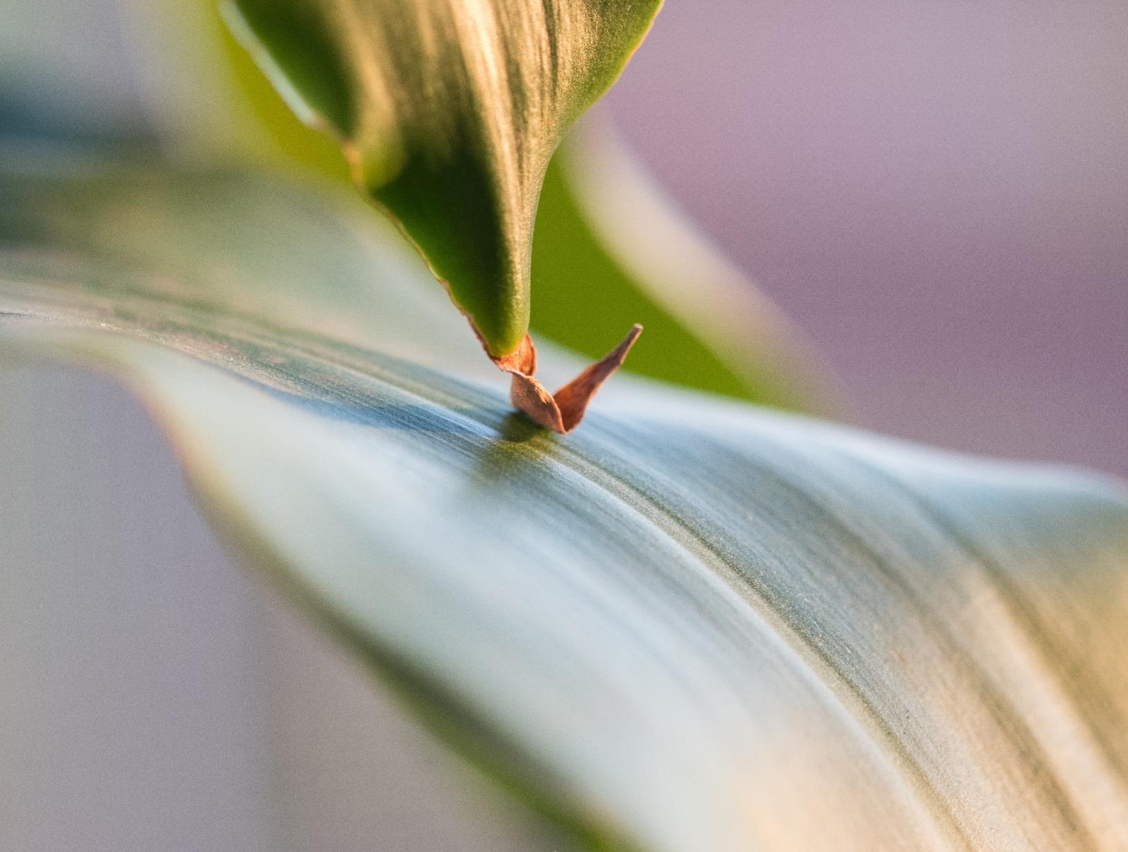 Fujifilm Fujinon XF60mmF2.4 R Macro customer photo 1