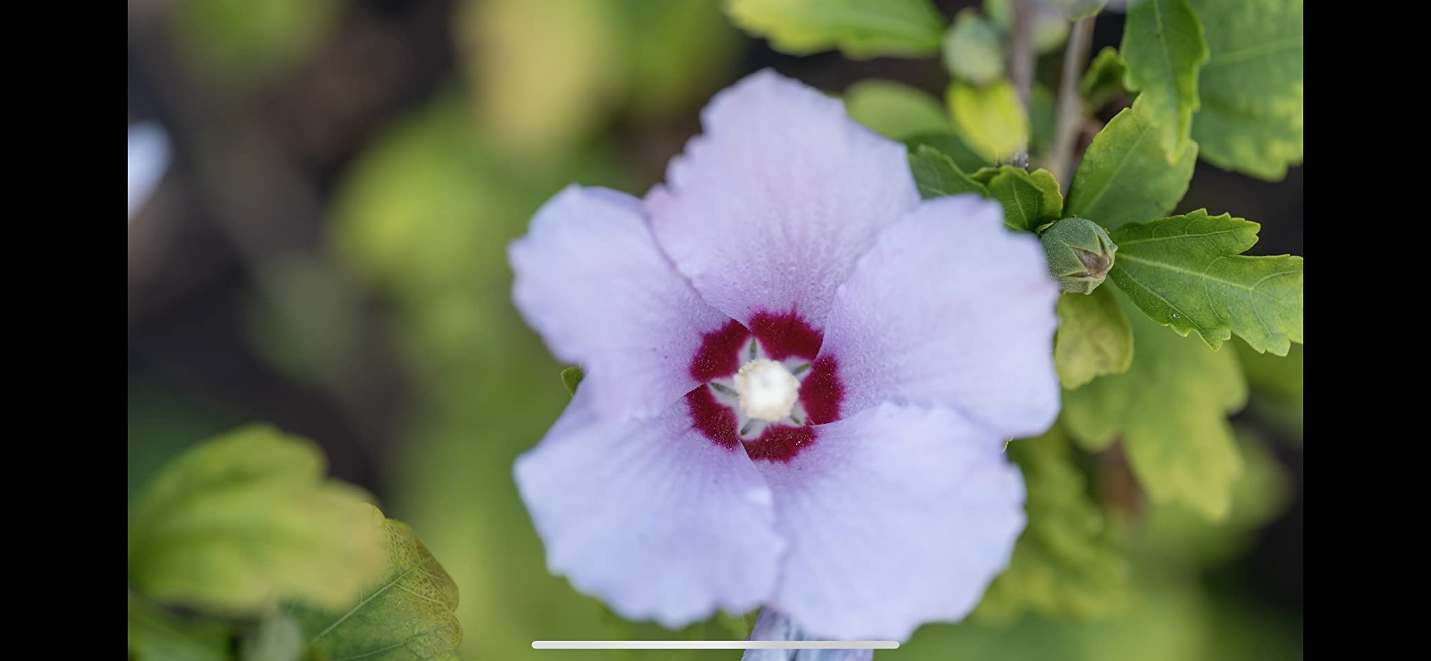 Sigma 105mm F2.8 DG DN Macro Art (Sony E-mount) customer photo 2