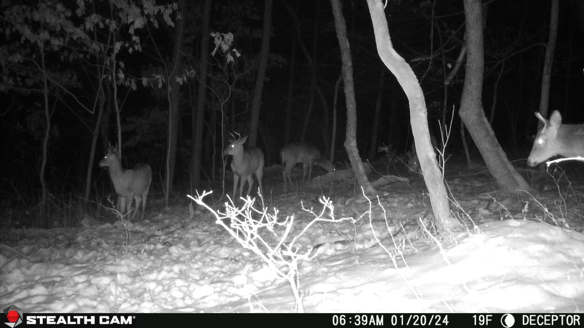 Stealth Cam Deceptor No 80ft IR 40MP 1440P HD Cellular Trail Camera customer photo 2