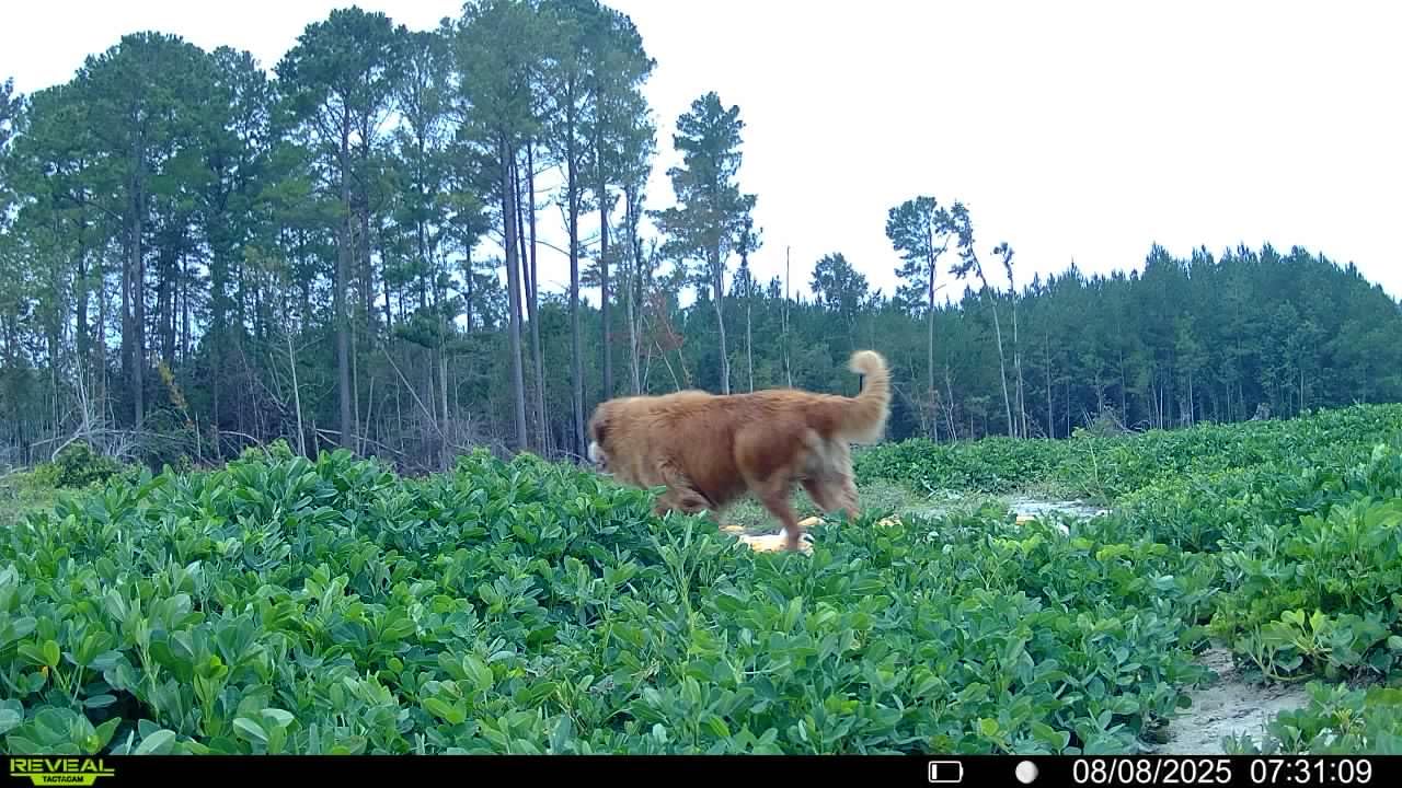 TACTACAM Reveal Pro 3.0 Cellular Trail Camera - Multi-Cellular Network, No-Glow IR, Wi-Fi Enabled, HD Photos & 1080p Videos, Long Battery Life + Solar Panel, Lipo Lithium Battery Pack, & 32GB SD Card customer photo 2